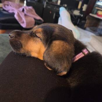 Beagle and Mixed Breed Dogs Available for Adoption in Minnetonka, Minnesota - Whiskey D69203 | PetCurious