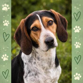 Ryder -  Bluetick Coonhound Dog for Adoption in Shinnston, West Virginia - Ryder | PetCurious