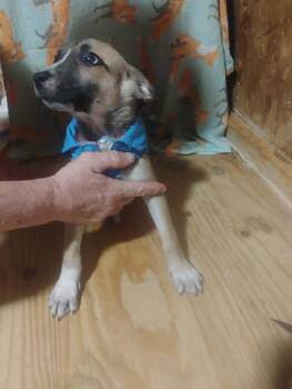 Shepherd Dogs Available for Adoption in Paramus, New Jersey - Half Pint | PetCurious