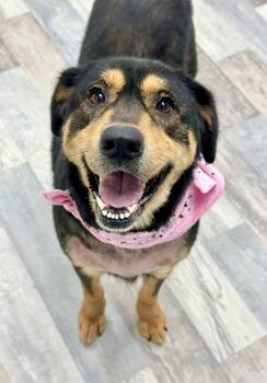 Australian Shepherd Dogs Available for Adoption in Olympia, Washington - Roxy | PetCurious