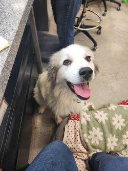 Harmony -  Retriever and Great Pyrenees Dog for Adoption in New Rochelle, New York - Harmony | PetCurious