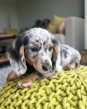 Pyrs -  Dachshund Dog for Adoption in Farmington, Connecticut - Pyrs | PetCurious
