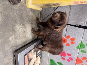 Mixed Breed Dogs Available for Adoption in Elizabethtown, North Carolina - Wilma | PetCurious