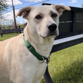 Shasta -  Mixed Breed Dog Available for Adoption in Cooperstown, New York - Shasta | PetCurious