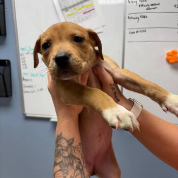 Pit Bull Terrier Dogs Available for Adoption in Saint Joseph, Missouri - Tonneau | PetCurious