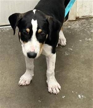 Rescue Foxhound Dogs for Adoption in Rosenberg, Texas - CAMILLE | PetCurious