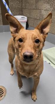 Rescue Mixed Breed Dogs for Adoption in Eugene, Oregon - Townes | PetCurious