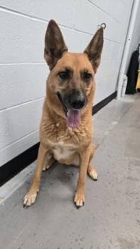 Yukki -  German Shepherd Dog Dog for Adoption in Sacramento, California - Yukki | PetCurious