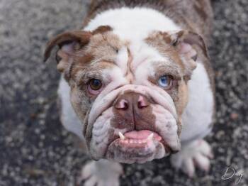 American Bulldog Dogs Available for Adoption in Brewster, New York - Daisy The Bulldog | PetCurious