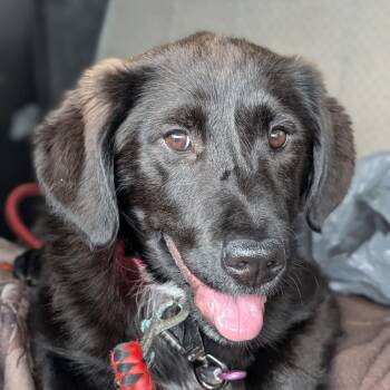 Black Labrador Retriever and Mixed Breed Dogs Available for Adoption - Arlie | PetCurious