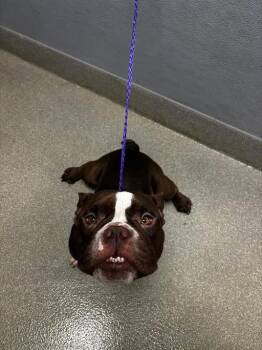 FROZONE -  American Bulldog and French Bulldog Dog for Adoption in Las Vegas, Nevada - FROZONE | PetCurious