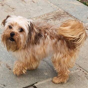 Yorkshire Terrier and Shih Tzu Dogs Available for Adoption - Cinnamon Sugar | PetCurious