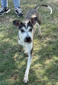 Rescue Shar Pei and Terrier Dogs for Adoption in Tulare, California - Quincy | PetCurious