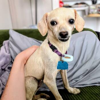 Otis -  Chihuahua Dog for Adoption in Oakland, California - Otis | PetCurious