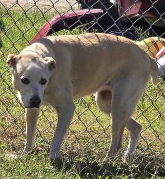 Honey -  Labrador Retriever Dog for Adoption in Humble, Texas - Honey | PetCurious