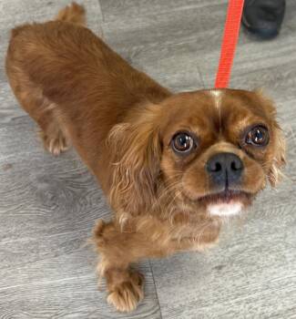 Sage -  Cavalier King Charles Spaniel Dog for Adoption in Westminster, Maryland - Sage | PetCurious