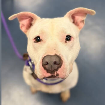 Rescue Pit Bull Terrier Dogs for Adoption in Los Angeles, California - Blanca | PetCurious