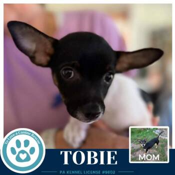 Tobie (Scooters Skittles) 100326 -  Chihuahua and Dachshund Dog for Adoption in Kimberton, Pennsylvania - Tobie (Scooters Skittles) 100326 | PetCurious