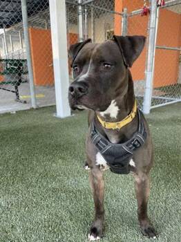 Rescue American Bulldog Dogs for Adoption in Doral, Florida - ROSCOE | PetCurious