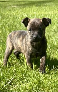 Jack Russell Terrier and Rat Terrier Dogs Available for Adoption in New Baltimore, Michigan - Brandy | PetCurious