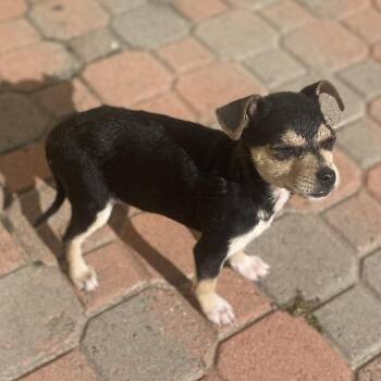 Jack Russell Terrier and Terrier Dogs Available for Adoption - Avery | PetCurious