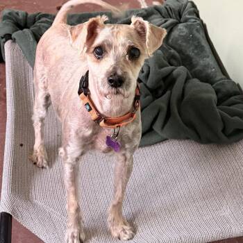 Pretzel -  Poodle Dog for Adoption in Tucson, Arizona - Pretzel | PetCurious