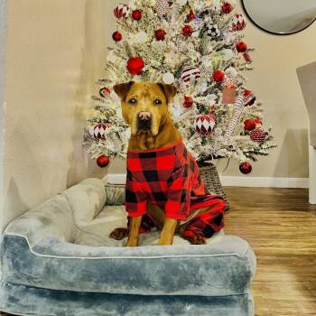 Shar Pei Dogs Available for Adoption - Elvis (New Digs) | PetCurious