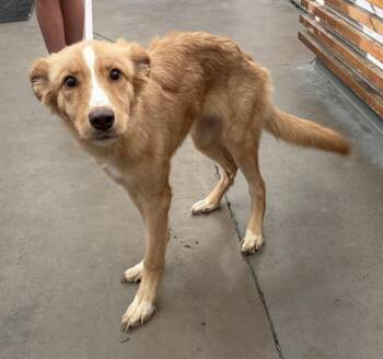 PROMISE -  Mixed Breed Dog for Adoption in Holbrook, New York - PROMISE | PetCurious