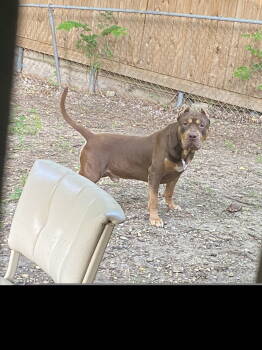 Rescue American Staffordshire Terrier Dogs for Adoption in Dallas, Texas - Tank (New Digs) | PetCurious