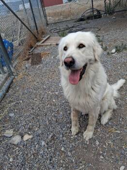 Princess -  Great Pyrenees Dog for Adoption in Bountiful, Utah - Princess | PetCurious