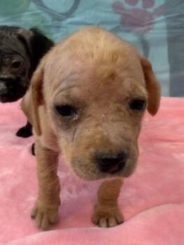 Veronica 26 -  Labrador Retriever Dog for Adoption in Brookhaven, Mississippi - Veronica 26 | PetCurious