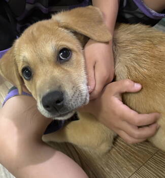 Rescue Australian Shepherd Dogs for Adoption in Nashville, Tennessee - Tasha | PetCurious