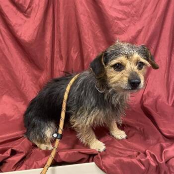 Rescue Dachshund and Mixed Breed Dogs for Adoption in Modesto, California - A603758 | PetCurious