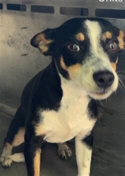 RUSSELL -  Chihuahua Dog for Adoption in Killeen, Texas - RUSSELL | PetCurious