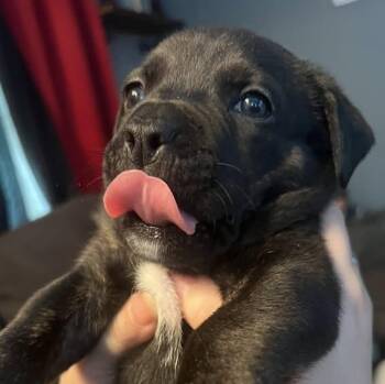 American Bulldog Dogs Available for Adoption in Niagara Falls, Ontario - Johnson (20260422-07) | PetCurious