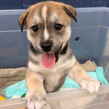 Atlas -  Siberian Husky and Mixed Breed Dog for Adoption in Evansville, Indiana - Atlas | PetCurious