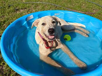 Yellow Labrador Retriever and Husky Dogs Available for Adoption in Lucedale, Mississippi - Togo - The BEST Boy | PetCurious