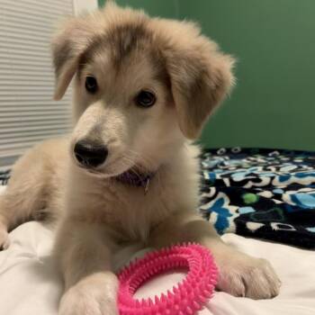Binx -  Anatolian Shepherd and Mixed Breed Dog for Adoption in Kansas City, Missouri - Binx | PetCurious