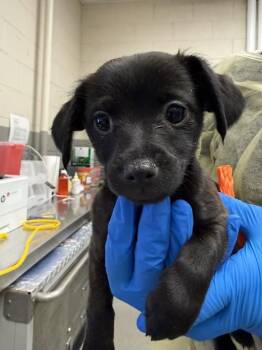 NICK -  Dachshund and Chihuahua Dog for Adoption in Las Vegas, Nevada - NICK | PetCurious