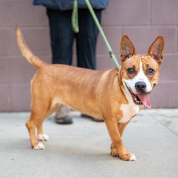 Flower Power -  Mixed Breed Dog for Adoption in Chamblee, Georgia - Flower Power | PetCurious