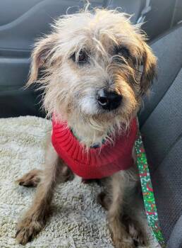 Terrier and Mixed Breed Dogs Available for Adoption - Orso | PetCurious