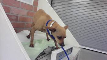 Chihuahua and Mixed Breed Dogs Available for Adoption in Houston, Texas - A2068773 | PetCurious