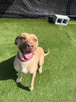 Flowers -  Yellow Labrador Retriever Dog for Adoption - Flowers | PetCurious