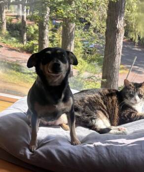 Winnie -  Chihuahua Dog for Adoption in Seattle, Washington - Winnie | PetCurious