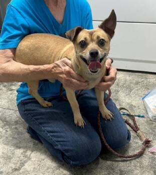 Andy -  Chihuahua and Dachshund Dog for Adoption in Aurora, Illinois - Andy | PetCurious