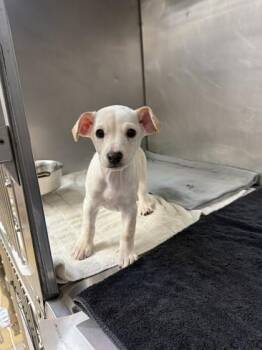 Star -  Terrier and Mixed Breed Dog for Adoption in North Miami Beach, Florida - Star | PetCurious