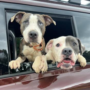A Gentle BLESSING -  Mixed Breed Dog for Adoption in New York, New York - A Gentle BLESSING | PetCurious