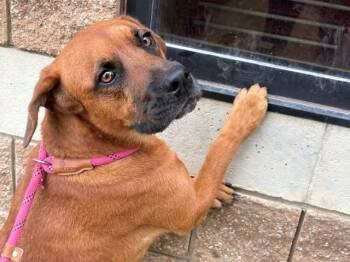 ELLIE -  Pit Bull Terrier and Mixed Breed Dog for Adoption in Tulsa, Oklahoma - ELLIE | PetCurious