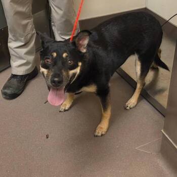 Shepherd and Mixed Breed Dogs Available for Adoption in Norman, Oklahoma - Green | PetCurious