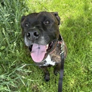 Brennan -  Pit Bull Terrier Dog for Adoption in Honesdale, Pennsylvania - Brennan | PetCurious
